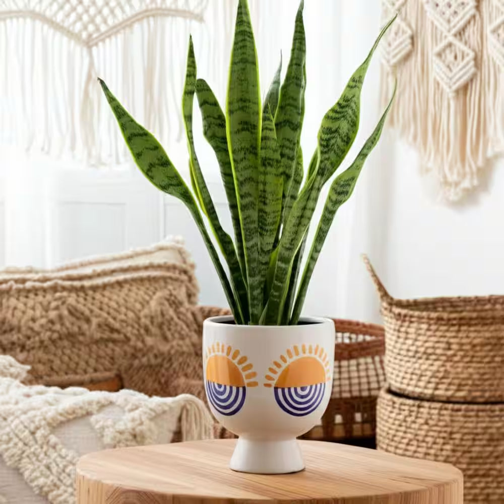 White Stone Sunrise Eyes Flower Planter (6 In. W X 7 In. H)