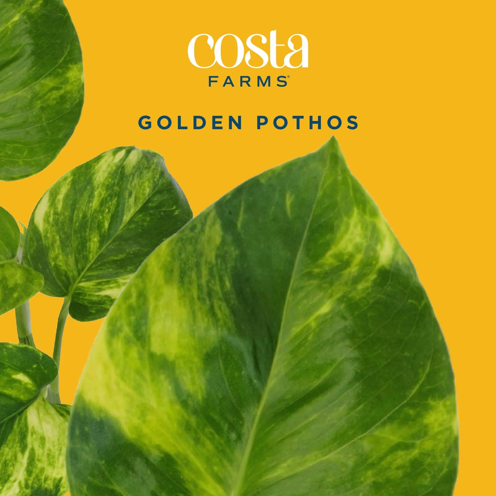 8" Tall Golden Pothos, Medium Indirect Sunlight, Indoor Live House Plants, Décor