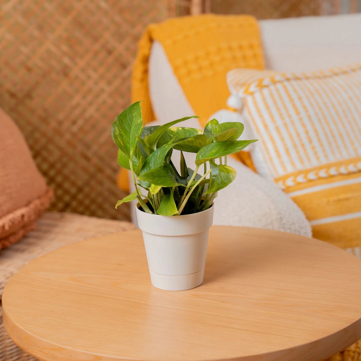 8" Tall Golden Pothos, Medium Indirect Sunlight, Indoor Live House Plants, Décor