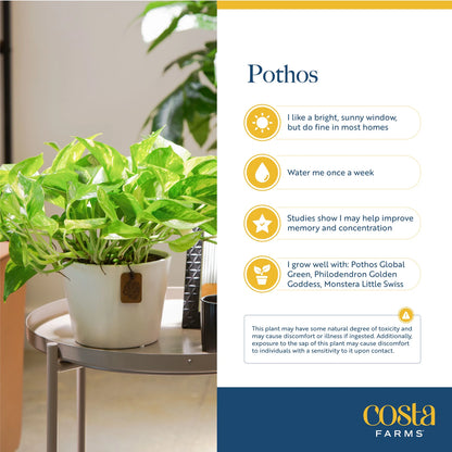 8" Tall Golden Pothos, Medium Indirect Sunlight, Indoor Live House Plants, Décor
