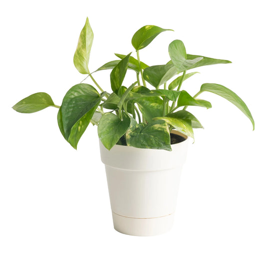 8" Tall Golden Pothos, Medium Indirect Sunlight, Indoor Live House Plants, Décor