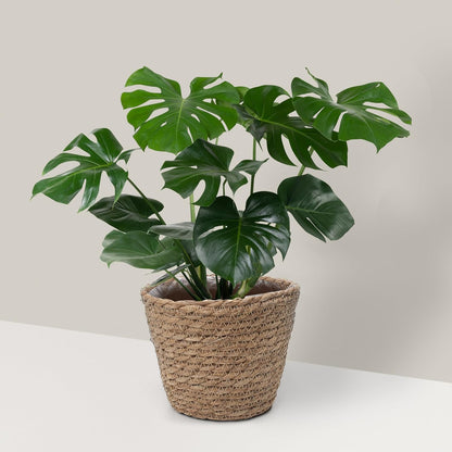 Small Basket Planter 7.1" X 5.9" Seagrass Containers, Hand Woven Wicker Cover Storage, Stylish Plastic Liners Straw Flower Jute Pots for Outdoor Indoor Use Mums Front Porch Room Decoration