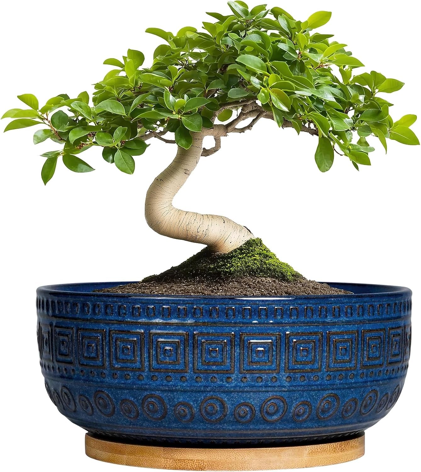 Bonsai Pots 8 Inch - Ceramic Succulent Pots, round Planter for Indoor Plants, Modern Outdoor Planter with Drainage and Plant Saucer, Boho Home Decor, House Warming Gifts New Home, Blue