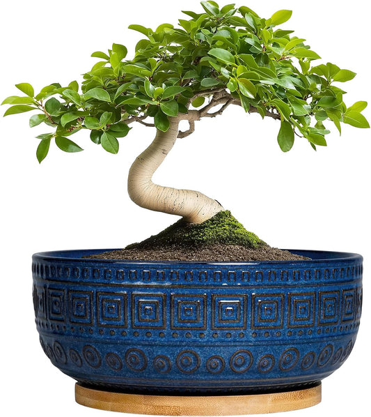 Bonsai Pots 8 Inch - Ceramic Succulent Pots, round Planter for Indoor Plants, Modern Outdoor Planter with Drainage and Plant Saucer, Boho Home Decor, House Warming Gifts New Home, Blue
