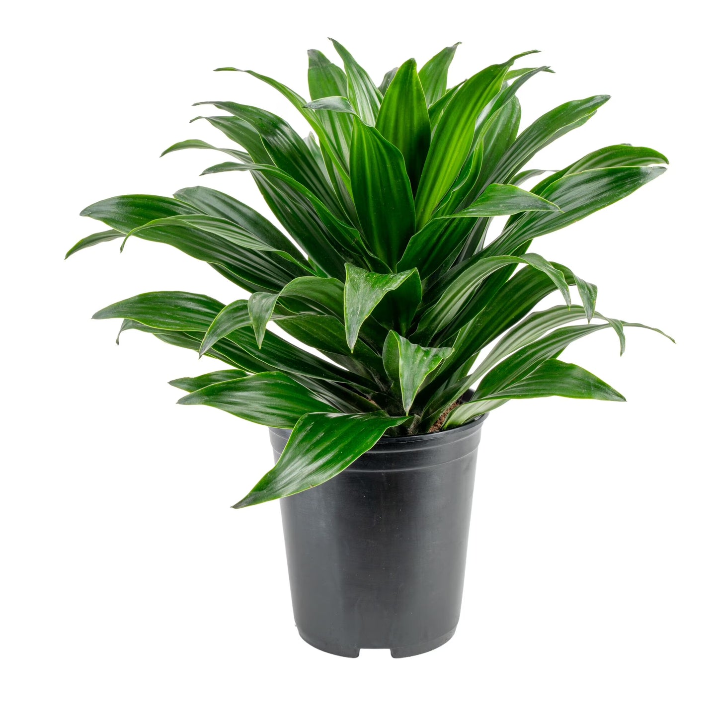 14" Dracaena Janet Craig Live House Plants in 5" Grower Pot