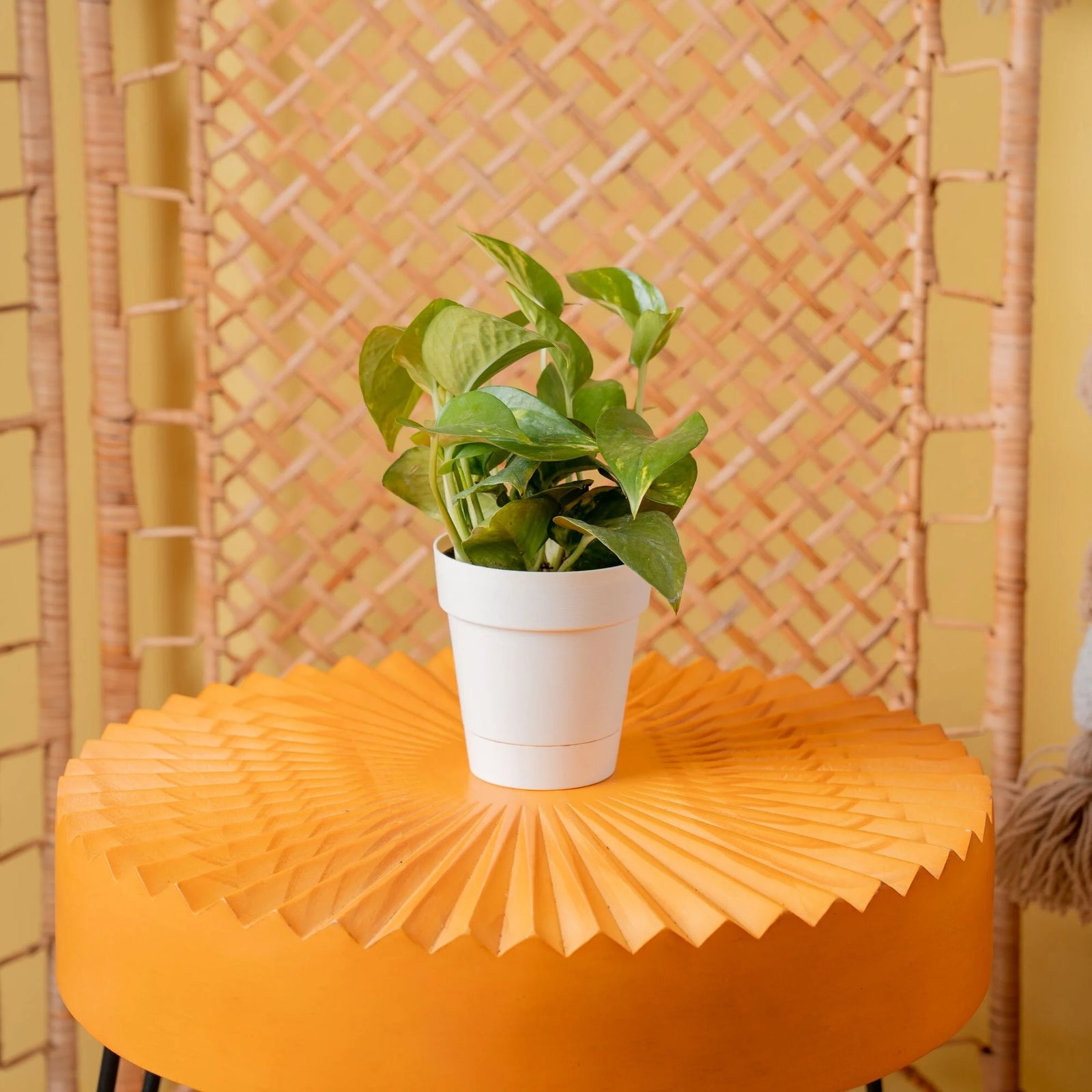 8" Tall Golden Pothos, Medium Indirect Sunlight, Indoor Live House Plants, Décor