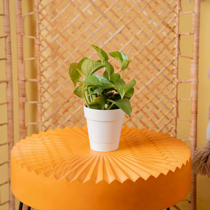 8" Tall Golden Pothos, Medium Indirect Sunlight, Indoor Live House Plants, Décor
