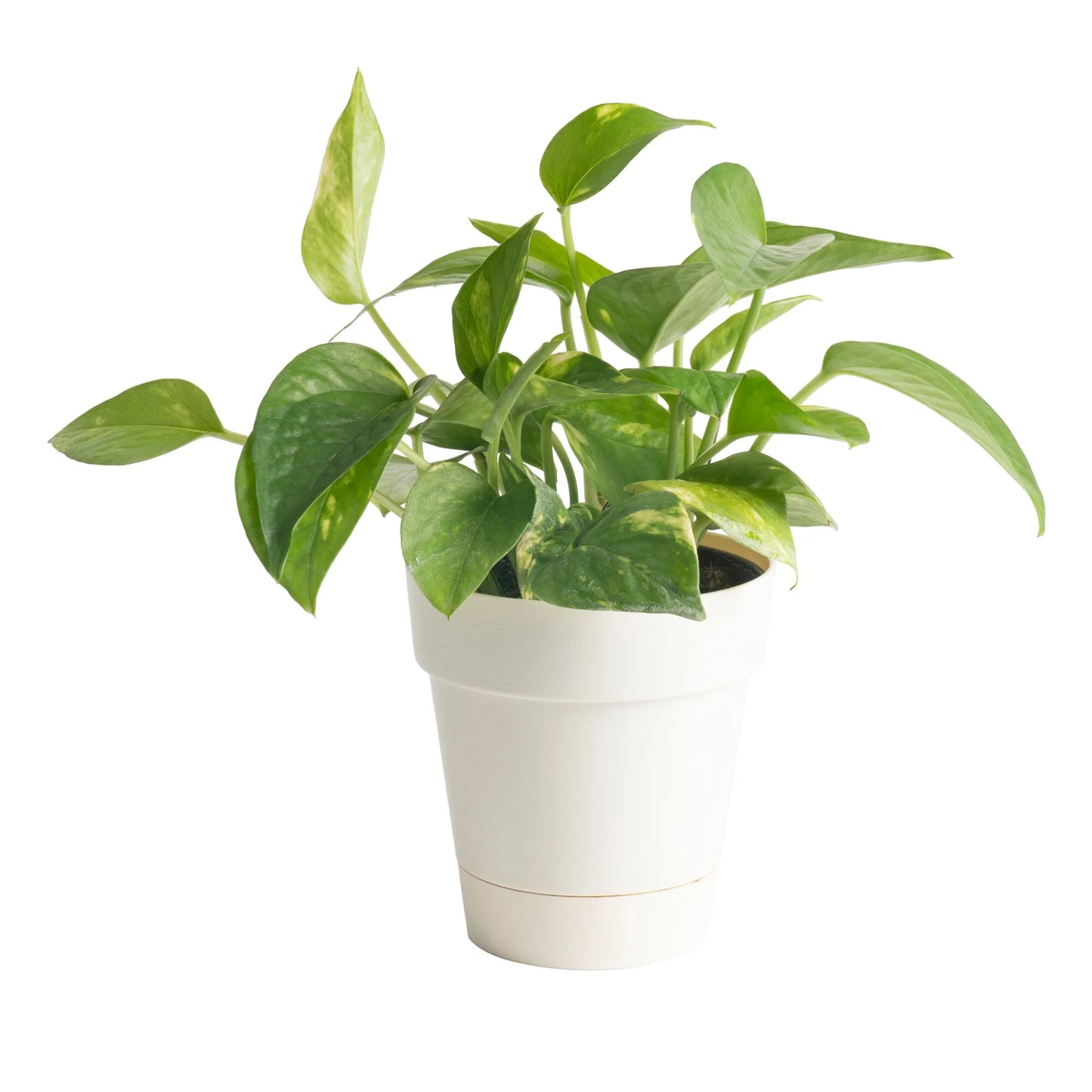 8" Tall Golden Pothos, Medium Indirect Sunlight, Indoor Live House Plants, Décor